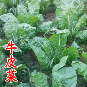 绿根达菜种子君达菜青菜籽野菜种子蔬菜春夏秋劈菜种籽四季秋冬季