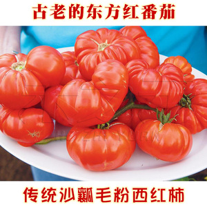 农家古老番茄种子东方红西红柿种籽洋柿四季播春太空巨型蔬菜种孑