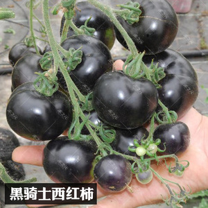 黑骑士樱桃黑番茄种子四季黑西红柿种苗种籽西黑柿春季蔬菜种孑