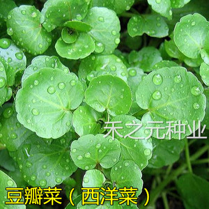 豆瓣菜种子西洋菜籽青菜种春夏季四季盆栽水芥菜野菜秋冬盆栽种孑 阿里巴巴找货神器 豆瓣菜种子西洋菜籽青菜种春夏季四季盆栽水芥菜野菜秋冬盆栽种孑 阿里巴巴找货神器