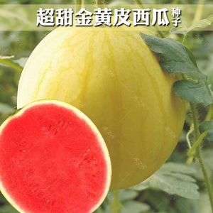 金福京欣西瓜种子日本果重春季播早熟春夏秋超甜红壤西瓜种籽四季