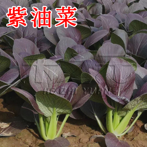 紫油菜种子大全春季蔬菜紫油菜种籽秋冬季四季鸡毛菜孑小白菜种籽