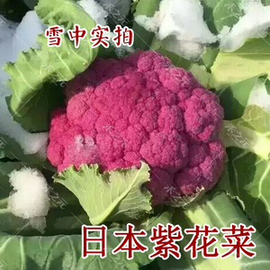 日本武藏野紫花菜种子花椰菜四季菜花水果花菜秋春季籽蔬菜种种子