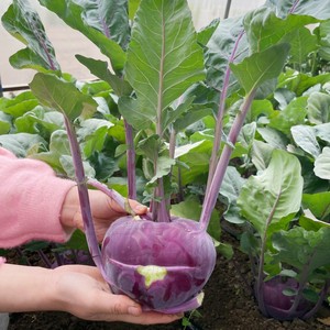 寿光蔬菜种子紫苤兰种籽 荷兰进口水果紫苤蓝种子四季春季秋冬栽