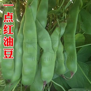 红油豆狮牌将军一点红油豆种子油豆角四季春夏秋冬播豆角种籽种孑