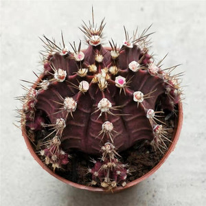 花牡丹仙人掌 淘宝拼多多热销花牡丹仙人掌货源拿货 阿里巴巴货源 花牡丹仙人掌 淘宝拼多多热销花牡丹仙人掌货源拿货 阿里巴巴货源