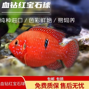 包邮血钻红宝石红钻石三湖慈鲷食土鲷鱼观赏鱼淡水热带热带鱼包活