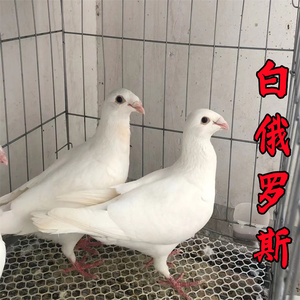 新疆系短嘴观赏鸽马头鸽子种鸽白色俄罗斯头型大鼻子鸽
