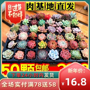 多肉植物肉肉植物组合小花卉盆栽生石花室内多肉套餐多肉植物玉露 阿里巴巴找货神器