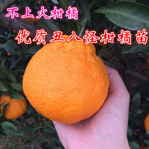 浙江宁波丑八怪柑橘树苗 盆栽椪柑丑橘树苗庭院桔子树果树包邮