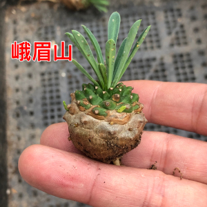 峨眉山多肉植物 淘宝拼多多热销峨眉山多肉植物货源拿货 阿里巴巴货源 峨眉山多肉植物 淘宝拼多多热销峨眉山多肉植物货源拿货 阿里巴巴货源