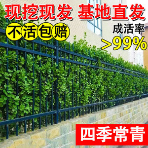 围墙篱笆植物大叶北海道黄杨苗冬青树苗四季常青耐寒庭院绿篱种植