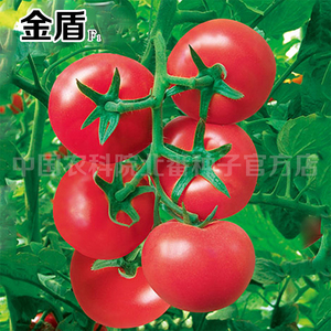 北番金盾/超太郎粉果番茄种子进口抗病毒四季高产蔬菜西红柿种子
