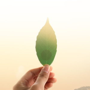 Filolang费洛朗Leaf Thermometer感温变色树叶温度计创意纸质书签