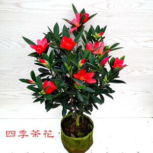 四季茶花 开花不断 室内盆栽花卉办公室阳台绿植杜鹃红山茶苗热卖