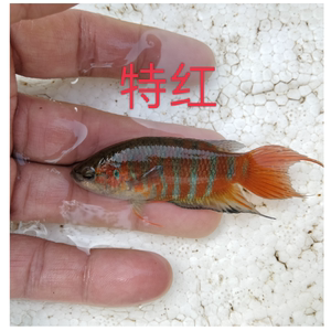 中国斗魚新鲜淡水活体小鱼苗花手巾塘间皮不需打氧增氧好养观賞鱼