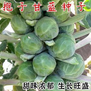 孢子甘蓝种子盆栽观赏食用特色蔬菜春秋播蔬菜种籽进口小抱橄榄籽