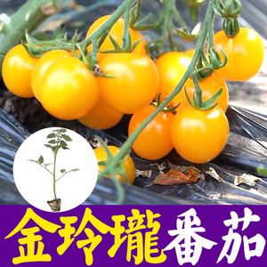金玲珑番茄种子种苗黑色超甜圣女果种子樱桃小番茄水果蔬菜苗盆栽
