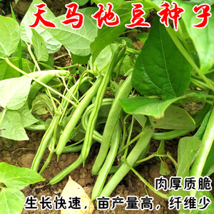 天马地豆种子地豆王种子籽早熟高产紫地豆春秋豆角扁豆无架豆种籽