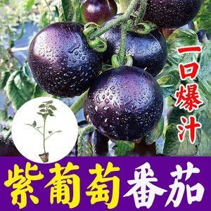 紫葡萄番茄种苗美人黑珍珠小柿子种籽春秋四季盆栽水果圣女果水果