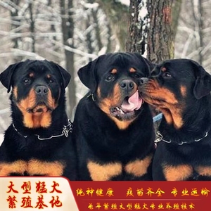 罗威纳幼犬纯种德国进口血统巨型护卫警犬活体狗狗防暴犬罗威纳犬