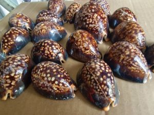 天然稀有海螺贝壳龟甲宝螺标本螺 手把件 鱼缸装饰地中海家居摆件