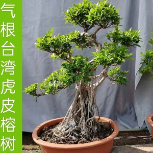 台湾虎皮榕盆景原生小叶榕绿植客厅庭院造型榕树植物好养一物一拍