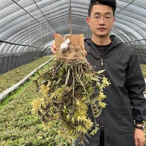 雁荡山铁皮石斛板植 花卉三年生石斛兰红杆苗 开花4-7月 室内外种