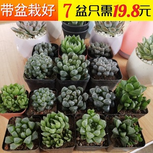 玉露多肉植物组合盆栽套餐透明高端大肉肉室内多肉花含盆带土 阿里巴巴找货神器 玉露多肉植物组合盆栽套餐透明高端大肉肉室内多肉花含盆带土 阿里巴巴找货神器