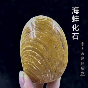 天然河蚌化石贝壳小把玩件海蚌化石古生物化石教学标本6-8公分
