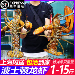 波士顿龙虾鲜活大龙虾超大特大1-15斤海鲜送礼顺丰包邮澳洲大龙虾