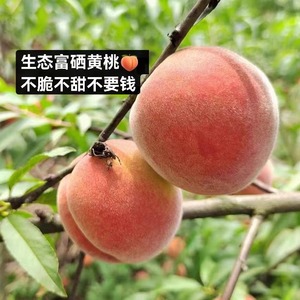 四川黄桃蜜桃5月应季新鲜孕妇儿童水果脆蜜毛桃现摘5斤包邮农产品