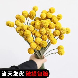 黄金球干花花束干燥花永生花diy花材高级感真花客厅天然植物装饰