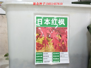 日本红枫种子 别称 日本红丝带种子 风景树种子 花卉绿化种子