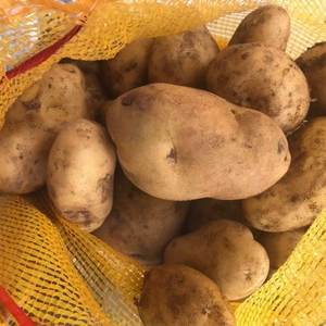 老品土豆种子滕州马铃薯洋芋非转基因绿色盆栽3斤5斤黄皮黄心包邮