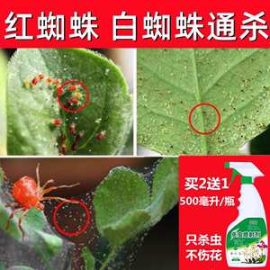 红蜘蛛杀虫药月季玫瑰茉莉专用叶螨蜘蛛网小红点虫子药除虫打虫剂