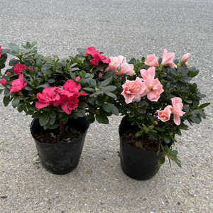 杜鹃花苗盆栽带花苞室内花卉绿植植物红色小桃红粉色西玛阳台
