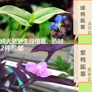 紫阳花盆栽 紫阳花盆栽品牌 价格 阿里巴巴 紫阳花盆栽 紫阳花盆栽品牌 价格 阿里巴巴