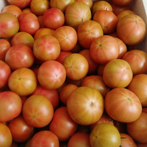 水果西红柿黄金酸甜当季孕妇柿子番茄新鲜生吃山东海阳黄筋自然熟