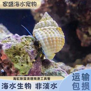 海洋活体蓝脚寄居蟹带壳宠物绿脚寄居蟹海水食藻螺海缸除藻小虾蟹