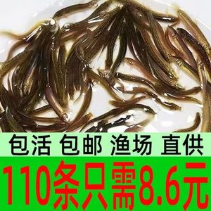 台湾泥鳅苗 小泥鳅苗泥鳅苗活体泥鳅苗 筏钓龙鱼乌龟活体饲料包邮