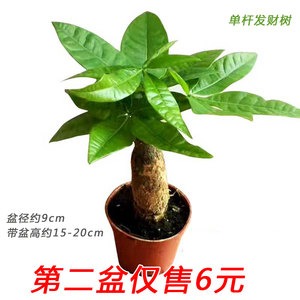 发财树小盆栽发财树苗土培盆景室内客厅办公花卉观叶招财植物包邮 阿里巴巴找货神器 发财树小盆栽发财树苗土培盆景室内客厅办公花卉观叶招财植物包邮 阿里巴巴找货神器
