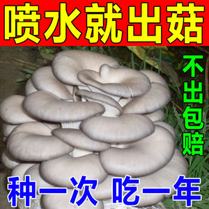 【买一发三】蘑菇盒子diy蘑菇菌包平菇菌种食用菌家庭植儿童礼品