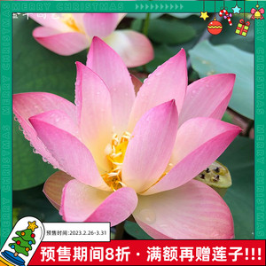 【红边玉蝶】金丰园艺观赏植物粉红色单瓣丰花盆栽荷花微型碗莲