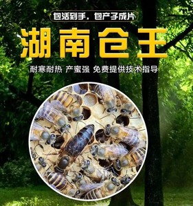 湖南仓王种王中蜂蜂群带王带箱笼蜂出售中华蜜蜂活群土蜂开产蜂王