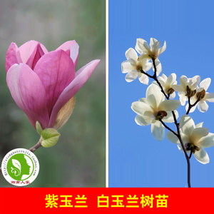辛夷小苗 淘宝拼多多热销辛夷小苗货源拿货 阿里巴巴货源 辛夷小苗 淘宝拼多多热销辛夷小苗货源拿货 阿里巴巴货源