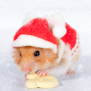 宠物兔子荷兰猪秋冬天保暖用品圣诞新年冬季公主帽子小白兔的衣服