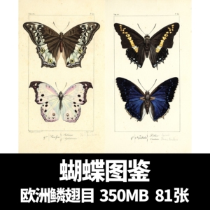 欧洲鳞翅目自然史复古手绘蝴蝶图鉴绘画设计参考手账电子版素材