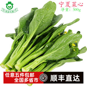 正宗宁夏菜心苗菜心仔小菜心苗迷你菜心清甜可口供港品质小青菜苔