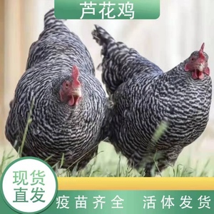 三斤左右快下蛋鸡芦花鸡成年三斤正宗原种芦花鸡纯种绿壳蛋鸡
